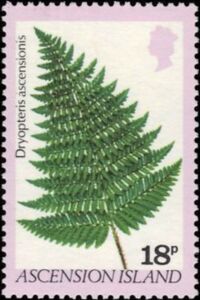 Dryopteris Ascensionis