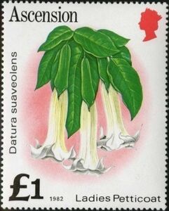 Ladies Petticoat (Datura suaveolens)