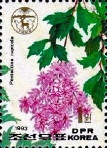 Stamp Pentactina rupicola (Korea, North(Korean plants) MiKP 3386