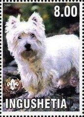 West Highland Terrier