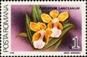 Lance's Trichocentrum (Oncidium lanceanum)