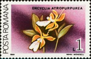 Large-lipped Encyclia (Encyclia atropurpurea)