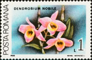 Noble Dendrobium (Dendrobium nobile)
