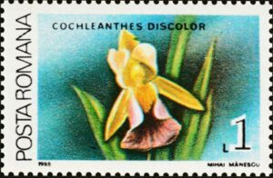 Different Colored Warczewiczella (Cochleanthes discolor)