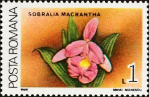 Large-flowered Sobralia (Sobralia macrantha)