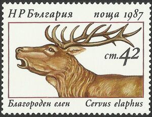 Red Deer (Cervus elaphus)