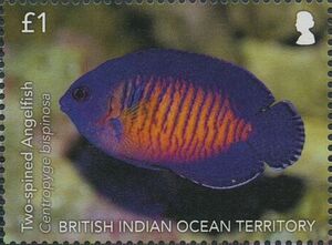 Two-Spined Angelfish (Centropyge bispinosa)