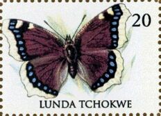 Camberwell Beauty or Moarning Cloak (Nymphalis antiopa)