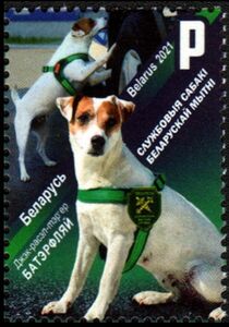 Jack Russell Terrier "Butterfly"