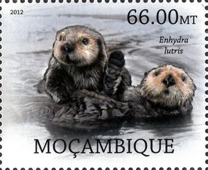 Sea Otter (Enhydra lutris)