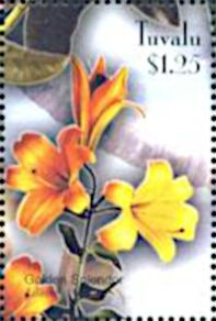 Lily "Golden Splendor"