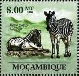 Equus quagga burchelli