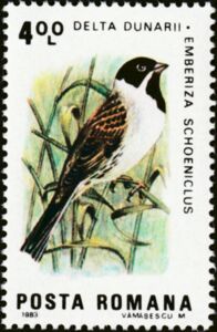Reed Bunting (Emberiza schoeniclus)