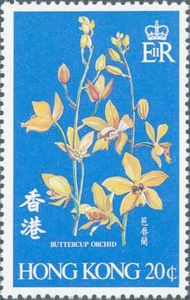 Buttercup Orchid (Cymbidium madidum)
