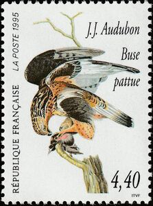 Rough-legged Hawk (Buteo lagopus)