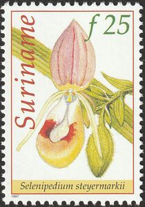 Selenipedium steyermarkii