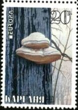 Mushrooms , Bracket fungus with Fake Europa