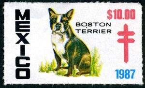 Boston Terrier