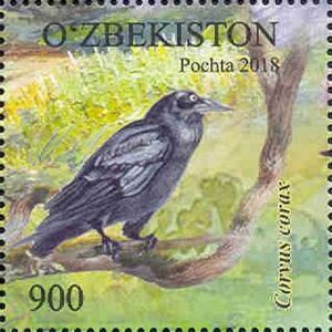 Common Raven (Corvus corax)