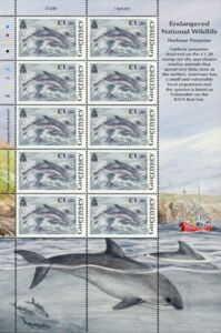 Harbour Porpoise (Phocoena phocoena)