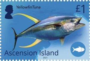 Yellowfin Tuna (Thunnus albacares)