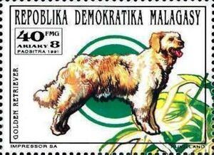 Dogs: Golden retriever