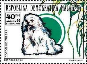 Dogs: Coton de Tulear