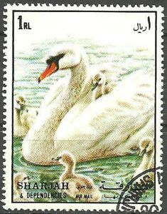 Mute Swan (Cygnus olor)