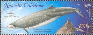 Blainville's Beaked Whale (Mesoplodon densirostris)