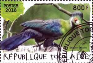 White-Cheeked Turaco (Tauraco leucotis)