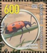 Mylabris quadripunctata