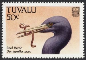 Pacific Reef-Heron (Demigretta sacra)