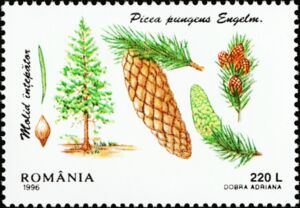 Blue Spruce (Picea pungens)