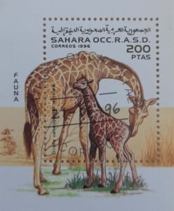 Giraffes (GIRAFFA CAMELOPARDALIS RETICULATA)