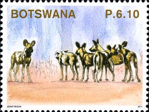 African Hunting Dog (Lycaon pictus)