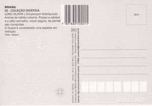 Maned Wolf (Chrysocyon brachyurus)