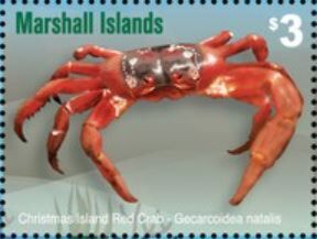Christmas Island Red Crab (Gecarcoidea natalis)
