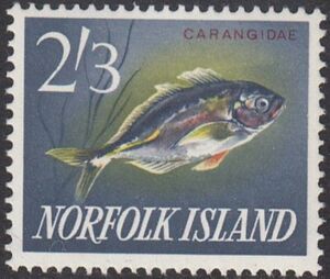 White Trevally (Carangidae)