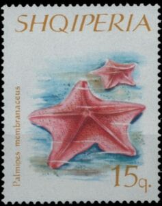 Stamp Goose Foot Starfish (Anseropoda placenta) (Albania(Echinoderms