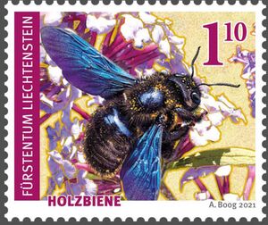 Carpenter Bee (Xylocopa sp)