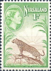 Leopard (Panthera pardus)