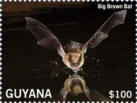 Big Brown Bat (Eptesicus fuscus)
