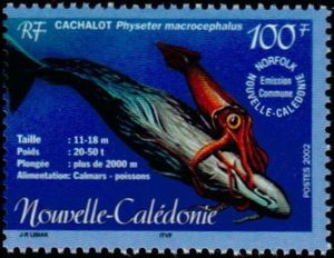 Sperm Whale (Physeter macrocephalus), Squid