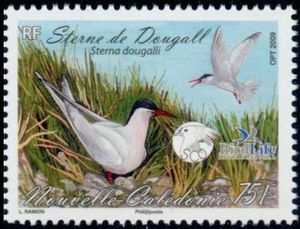 Roseate Tern (Sterna dougallii)