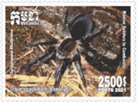 Cyriopagopus albostriatus