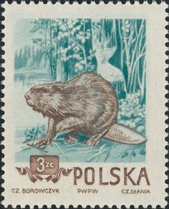 Eurasian Beaver (Castor fiber)
