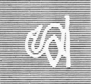 Black Swan (Cygnus atratus)