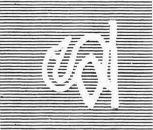 Black Swan (Cygnus atratus)