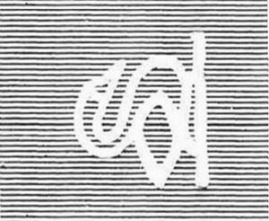 Black Swan (Cygnus atratus)