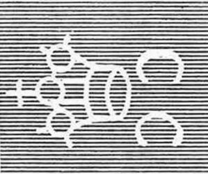 Black Swan (Cygnus atratus)